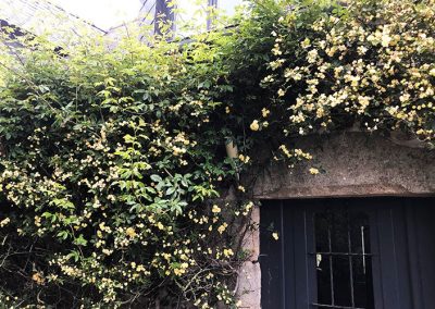 Rosen im Frühling
