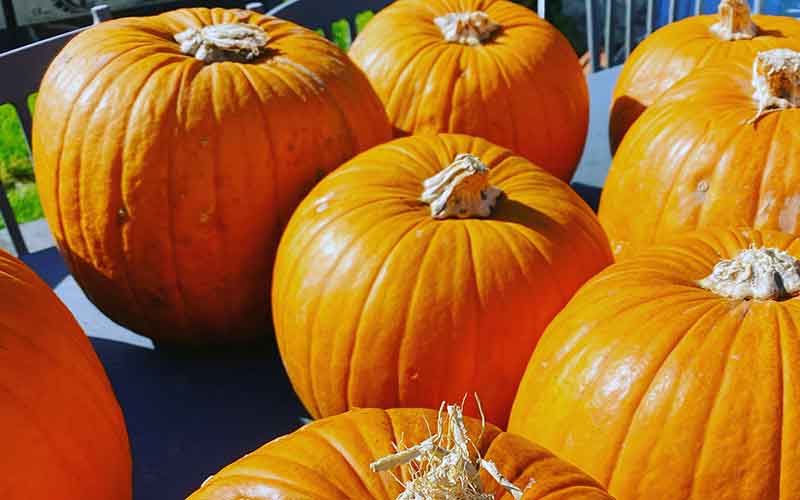 Pumpkins at Halloween